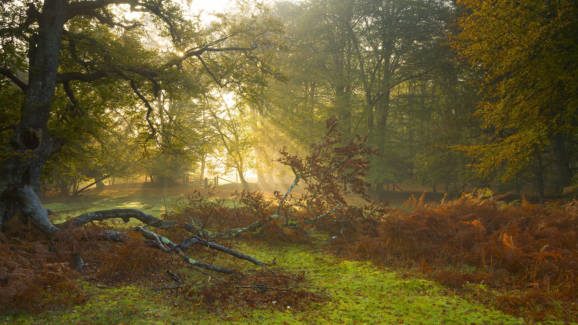 “青训明星教练示范课,助力少年球员成长”,青训球员标准