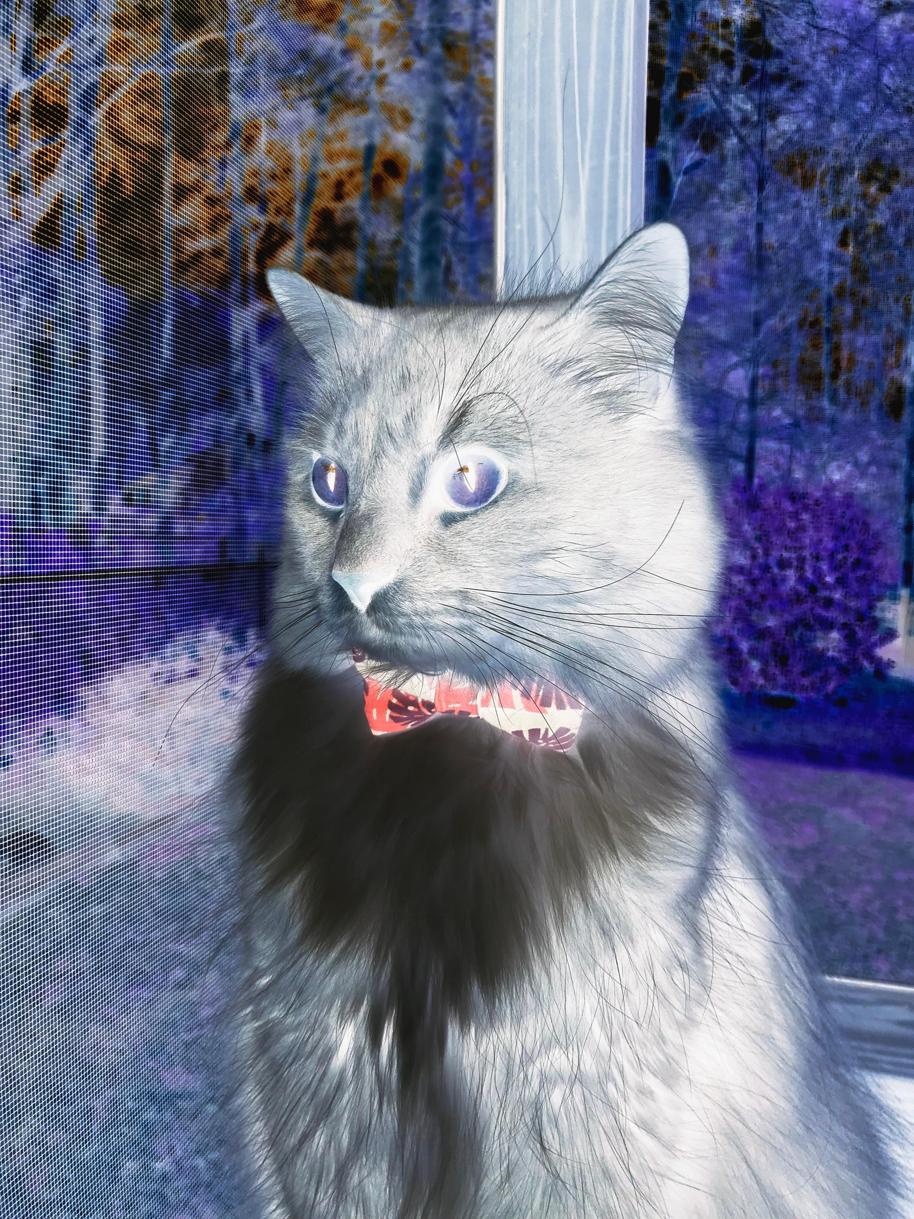 爱游戏app-克罗地亚队在巴黎奥运会手球比赛中以36_29击败奥地利队，克罗地亚 队